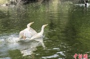 梦见下雪吉林：罕见白鸬鹚连续两年“故地重游”